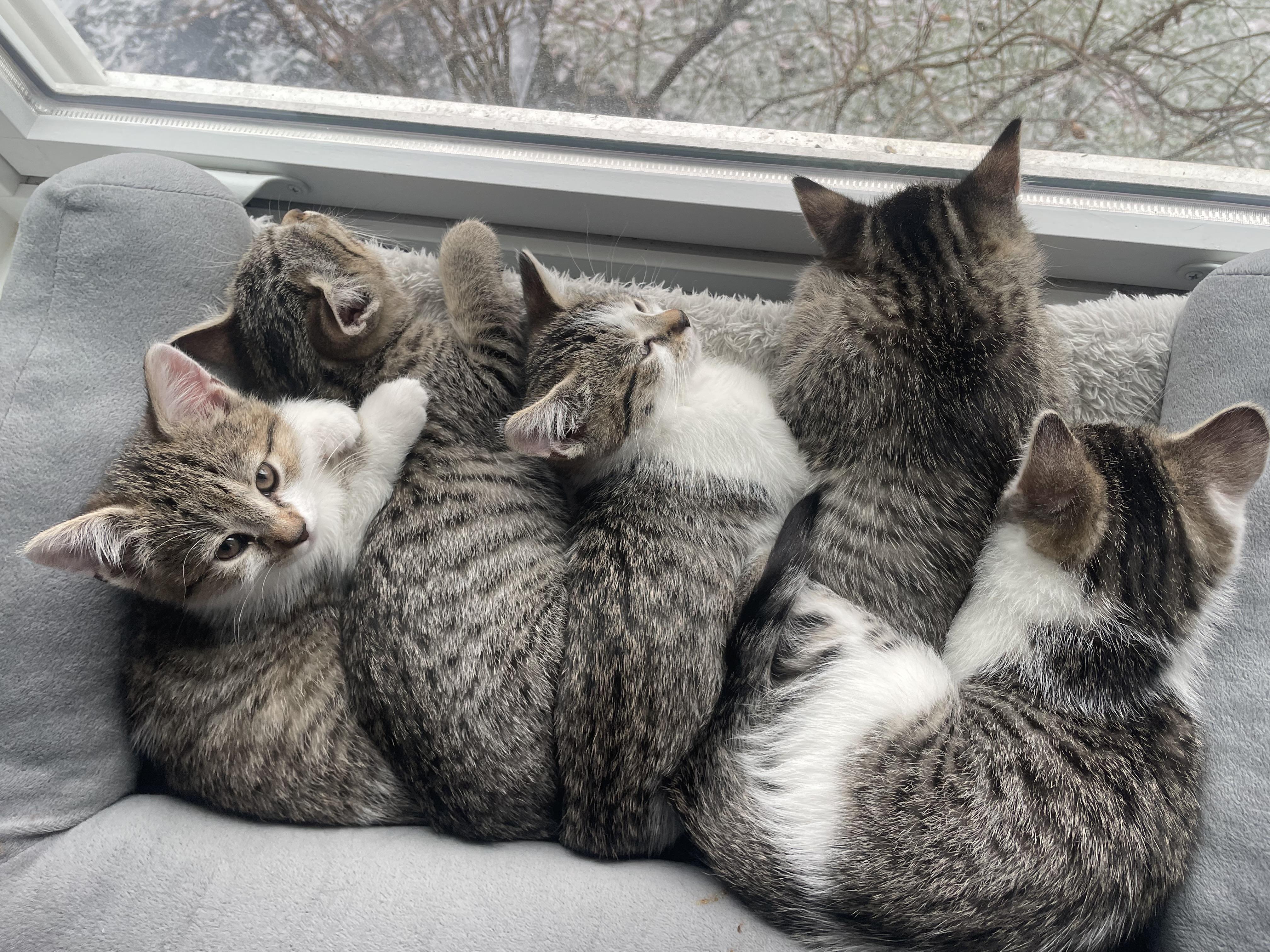 Marigold, Adopted, Kitten Female Domestic Short Hair.