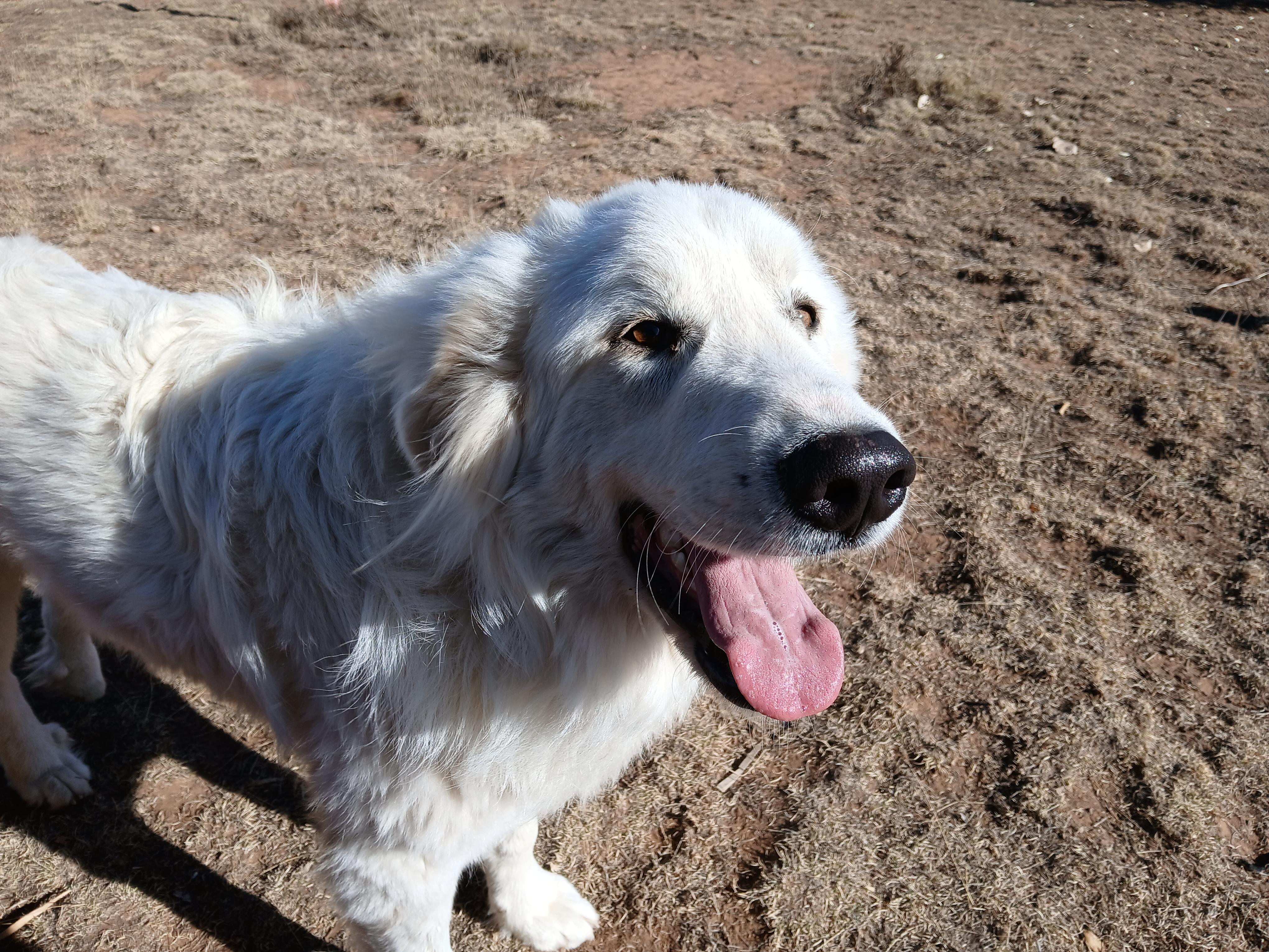 Theo, adopted, Young Male Great Pyrenees.