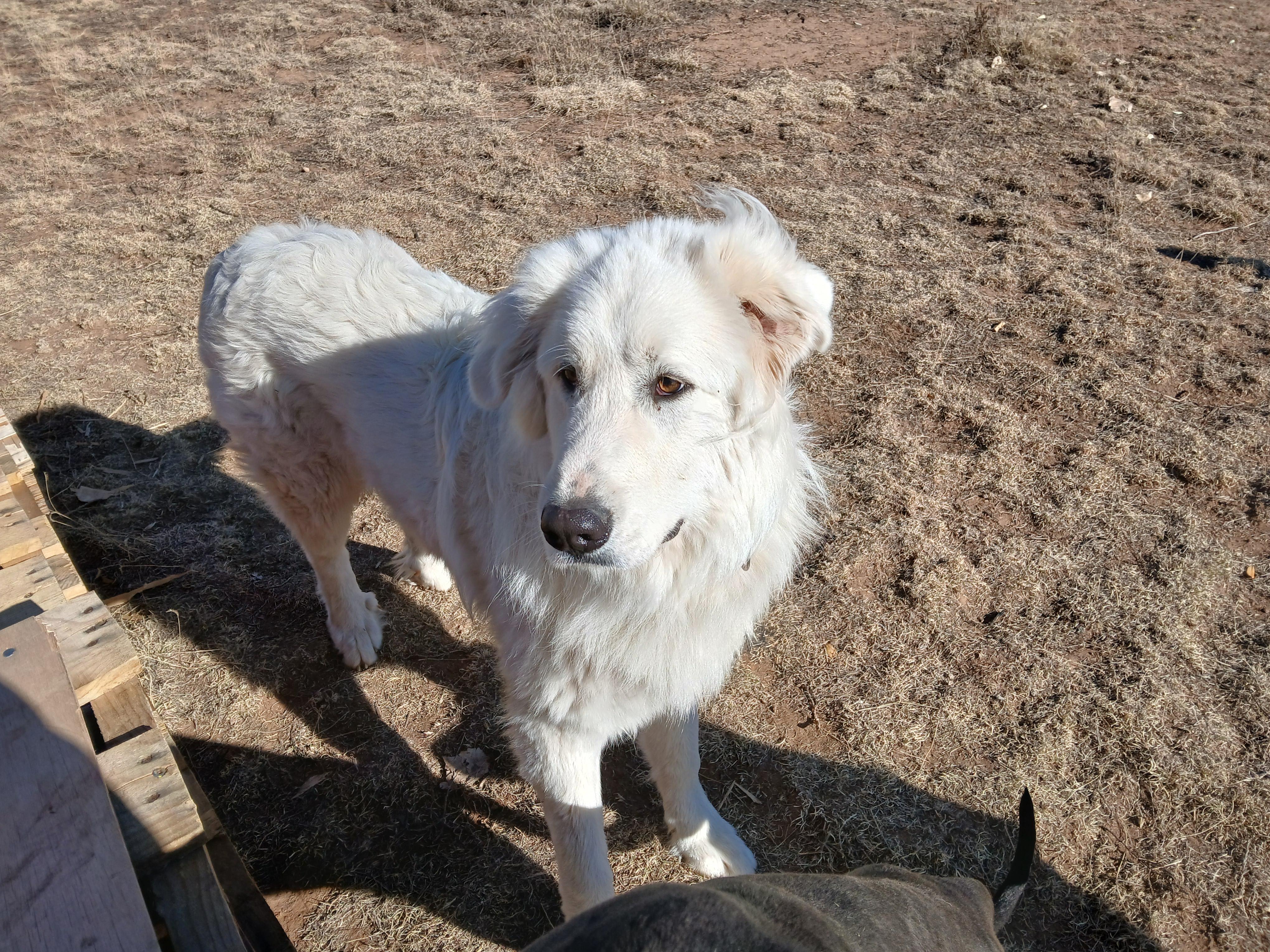 Enlarge Theo, an adopted Great Pyrenees in Moriarty, NM image 4/4