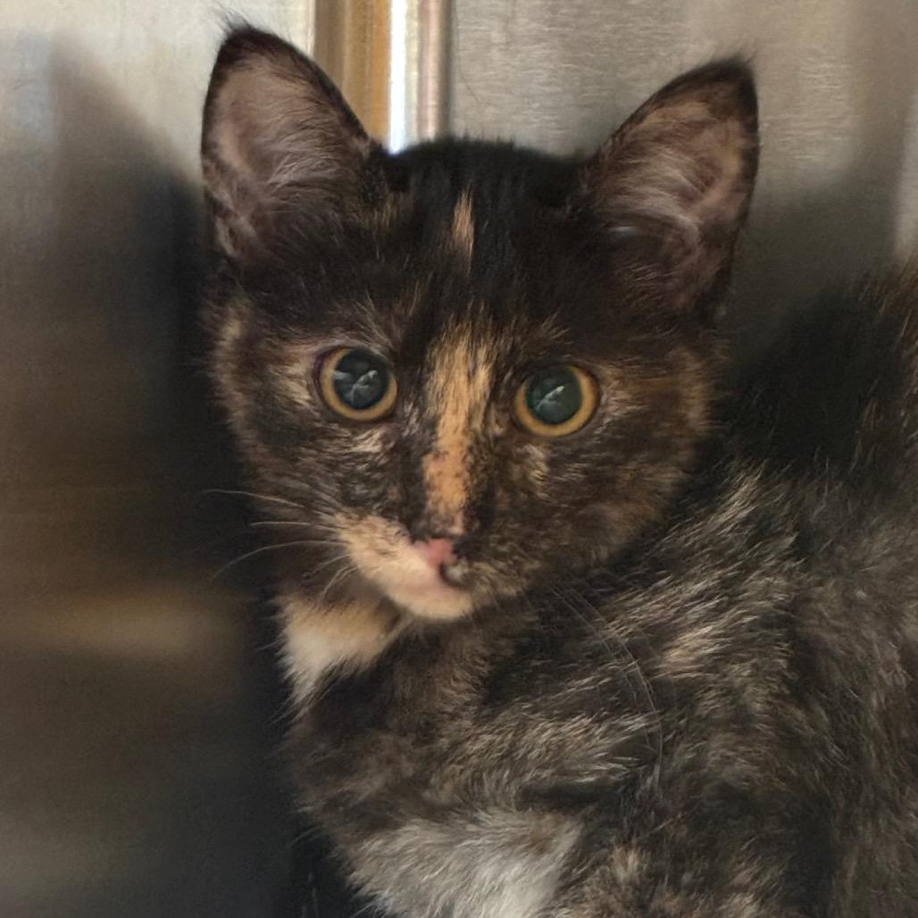 Enlarge Smeagol, a Adoptable Domestic Short Hair in Manhattan, KS image 1/1