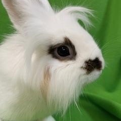 Enlarge Everest, a ADOPTABLE Lionhead in Haltom City, TX image 4/6