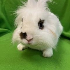 Enlarge Everest, a ADOPTABLE Lionhead in Haltom City, TX image 6/6