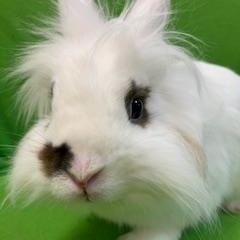 Enlarge Everest, a ADOPTABLE Lionhead in Haltom City, TX image 1/6