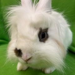 Enlarge Everest, a ADOPTABLE Lionhead in Haltom City, TX image 2/6