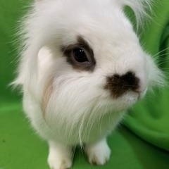 Enlarge Everest, a ADOPTABLE Lionhead in Haltom City, TX image 3/6