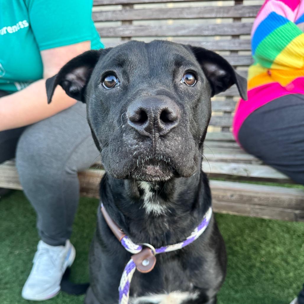 Enlarge Athena, a Adoptable mixed breed in Canton, IL image 3/6