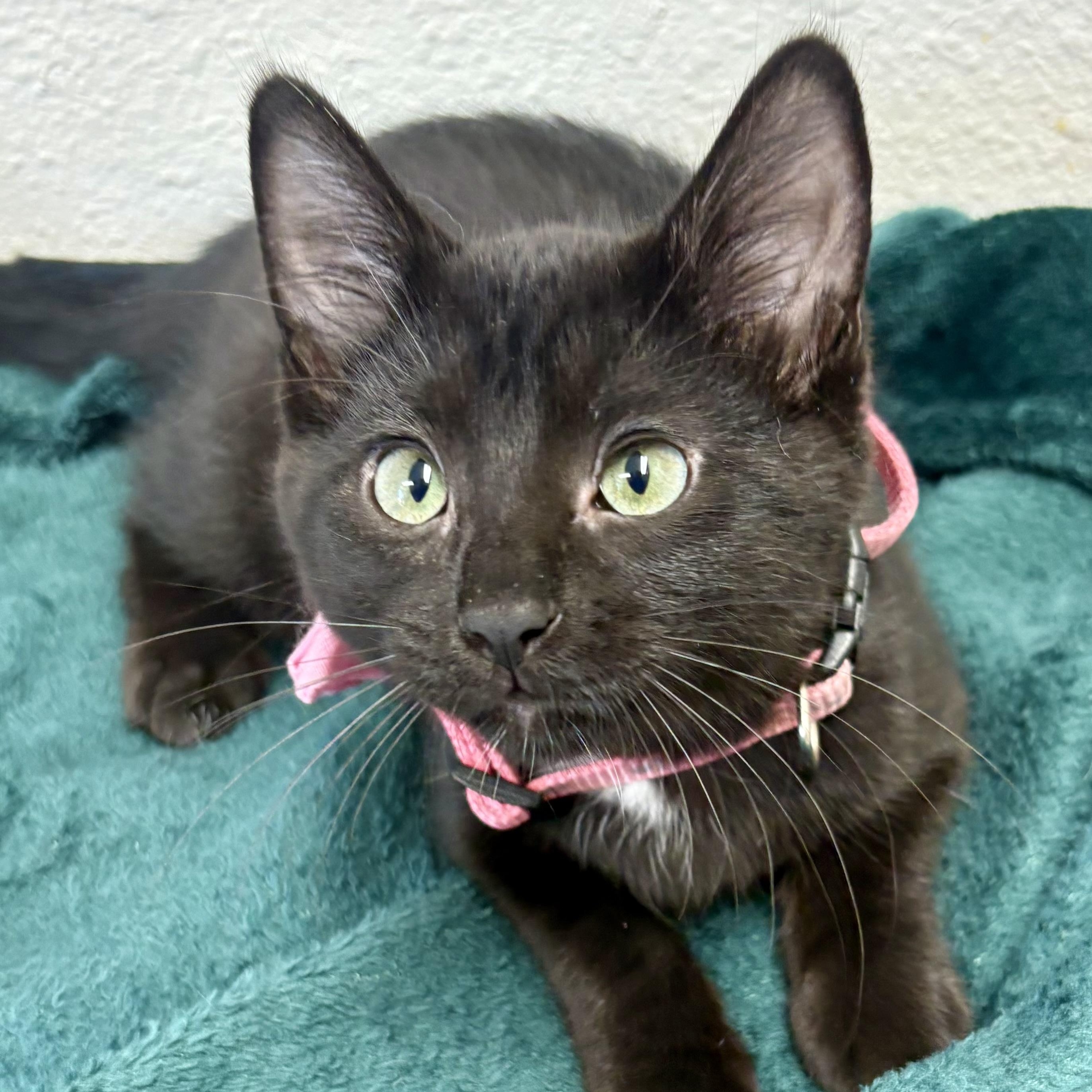 Enlarge Yang, a Adopted mixed breed in Charles City, IA image 4/5