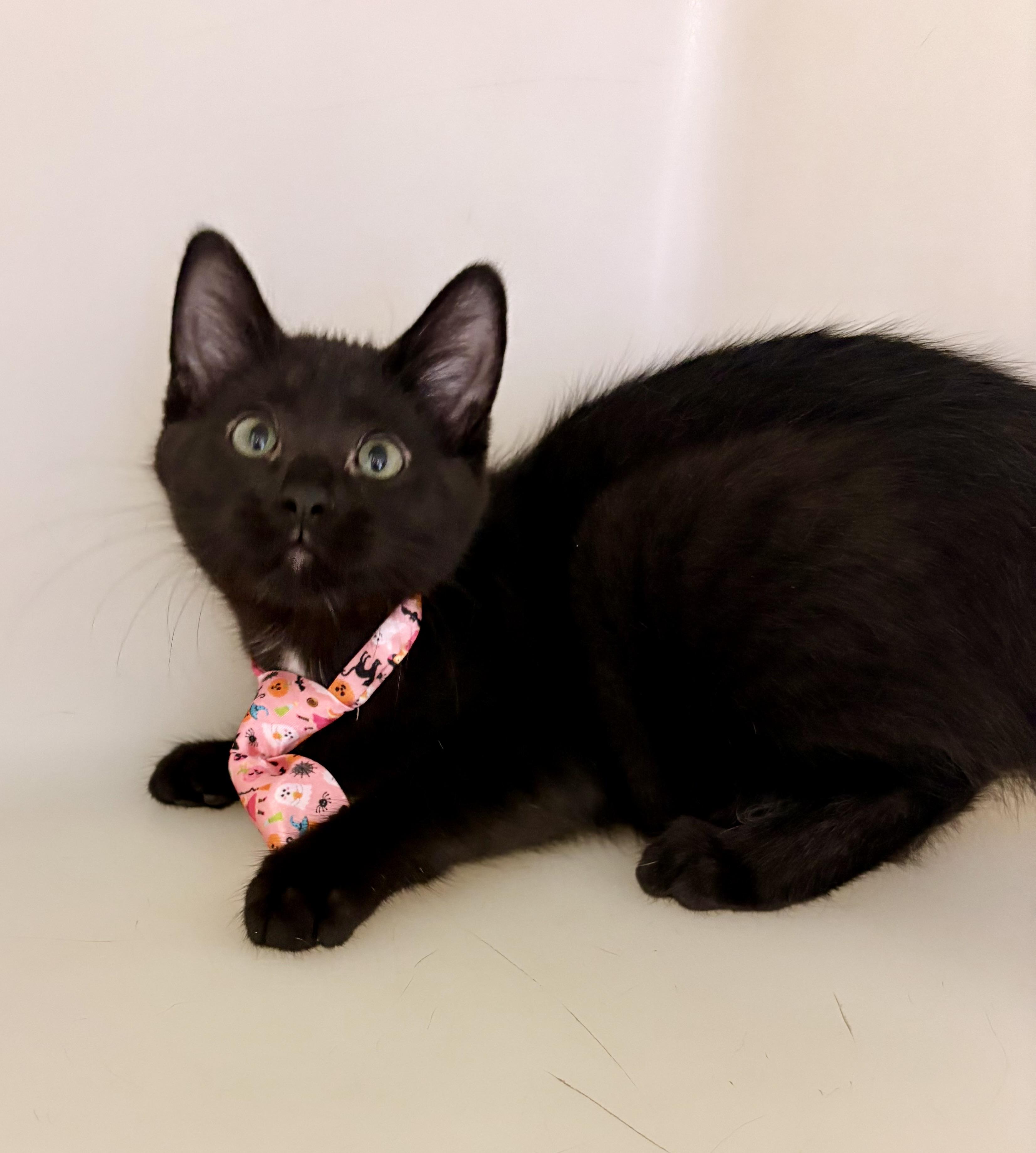 Enlarge Yang, a Adopted mixed breed in Charles City, IA image 3/5
