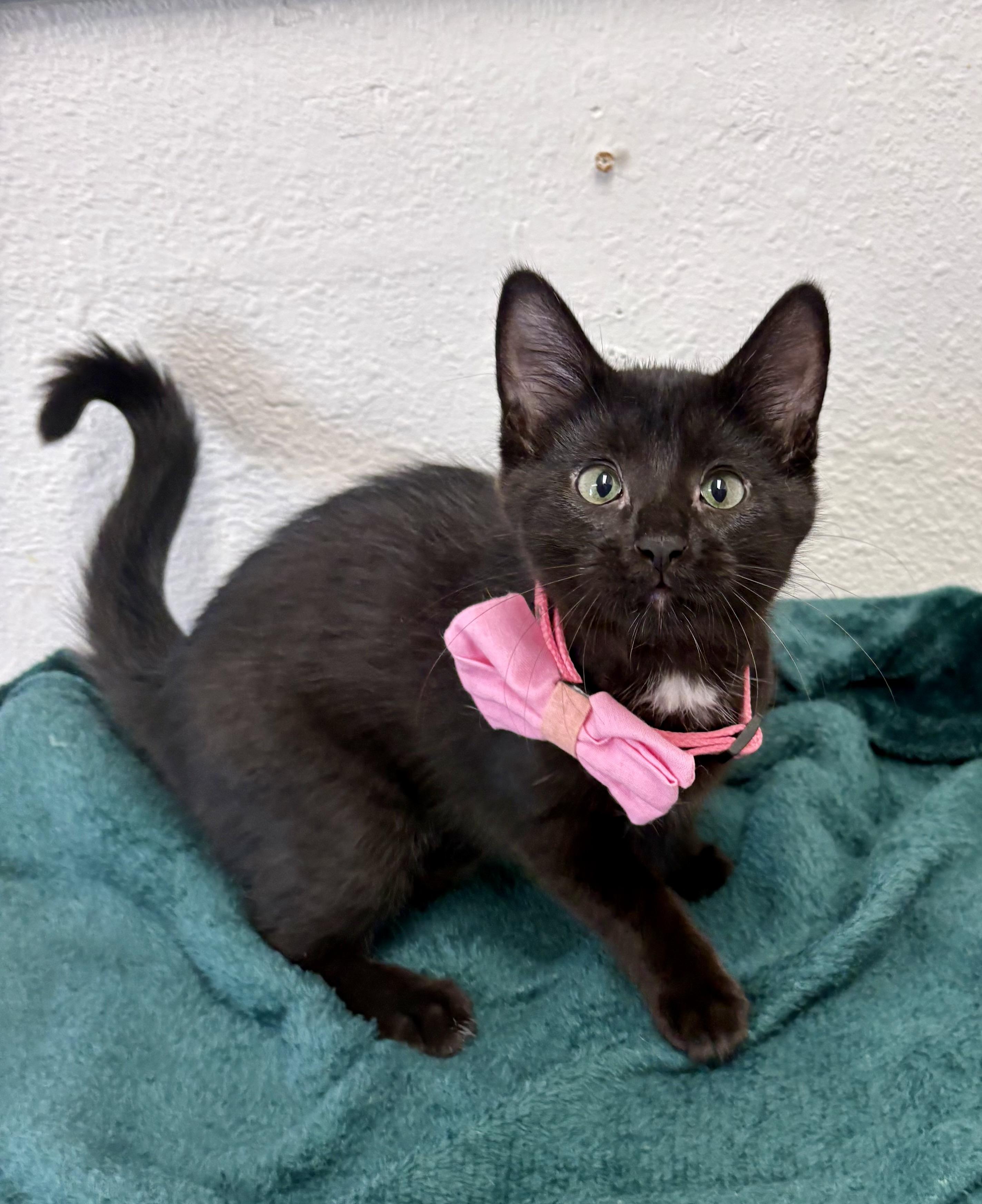 Enlarge Yang, a Adopted mixed breed in Charles City, IA image 2/5