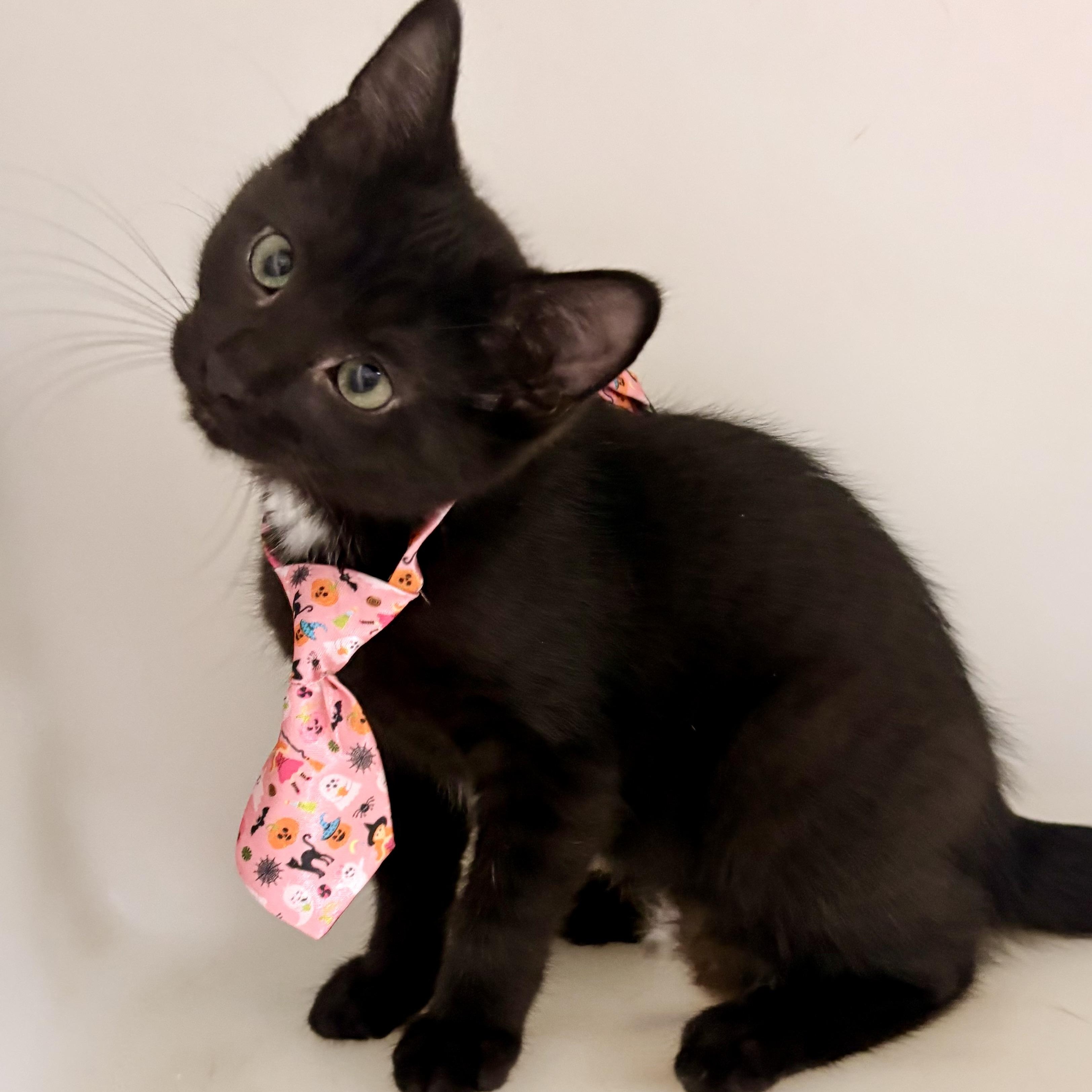 Yang, Adopted, Kitten Female Domestic Short Hair.