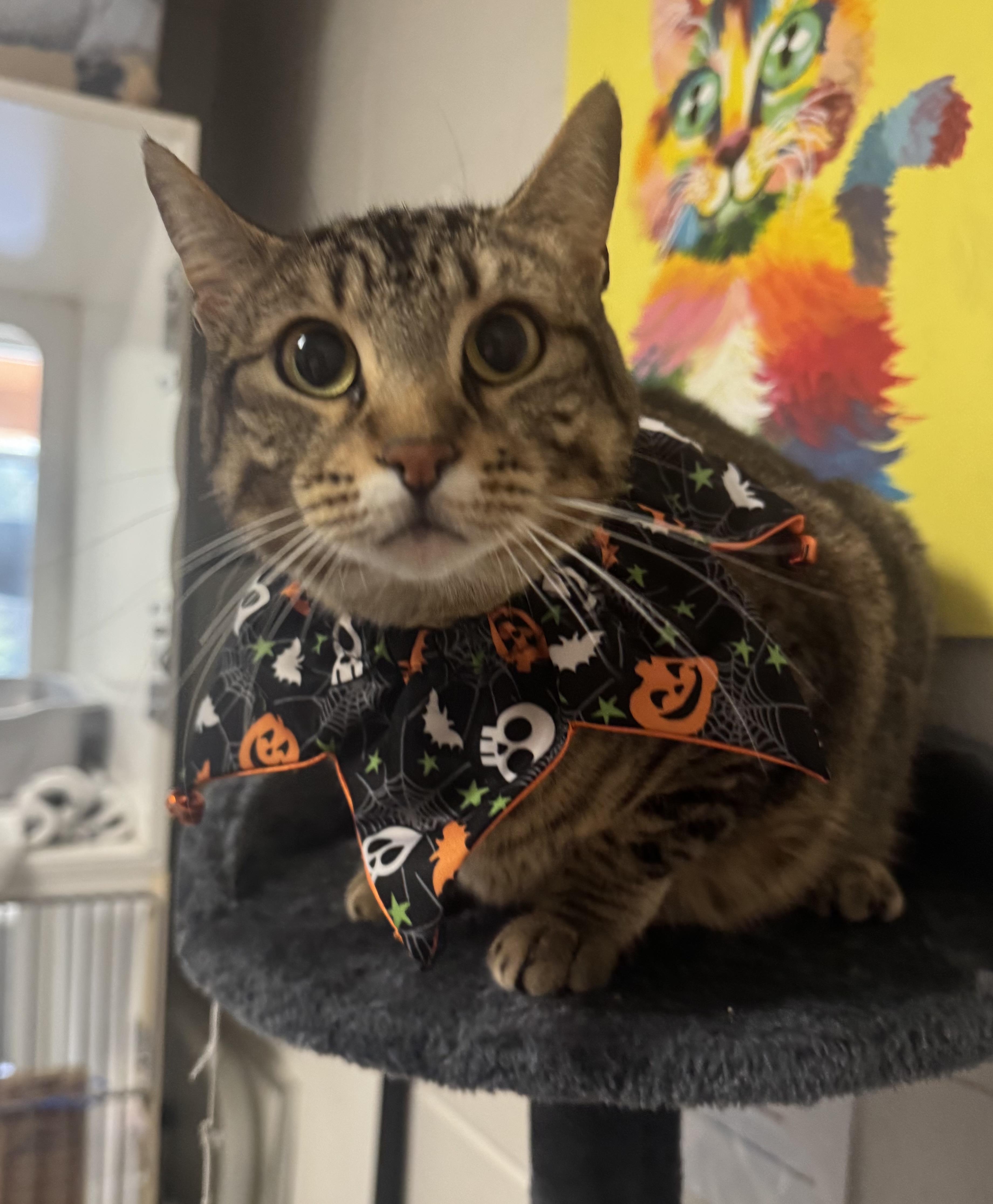 Mocha, Adoptable, Adult Female Domestic Short Hair.