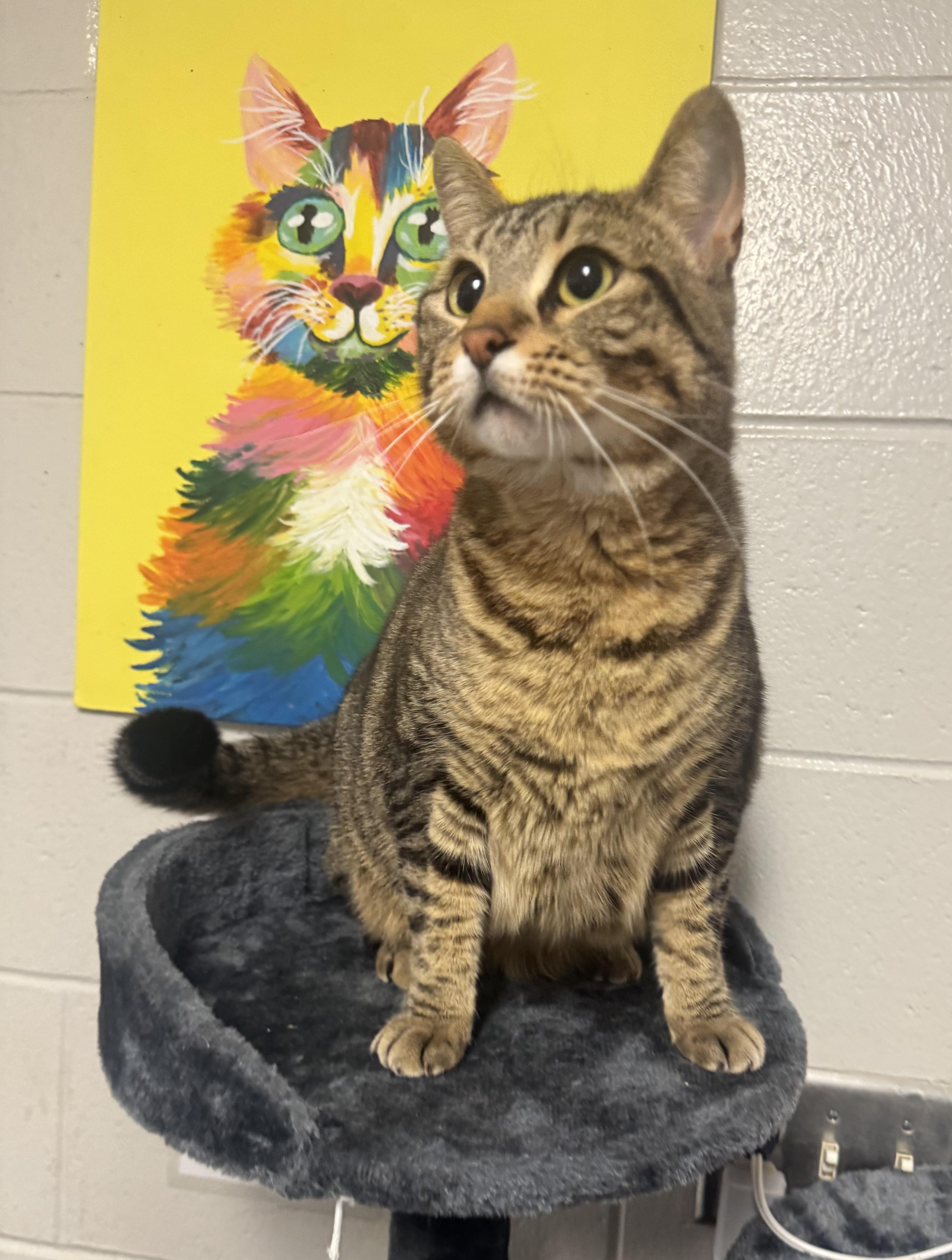 Mocha, a Adoptable Domestic Short Hair in Blair, NE image 2/2