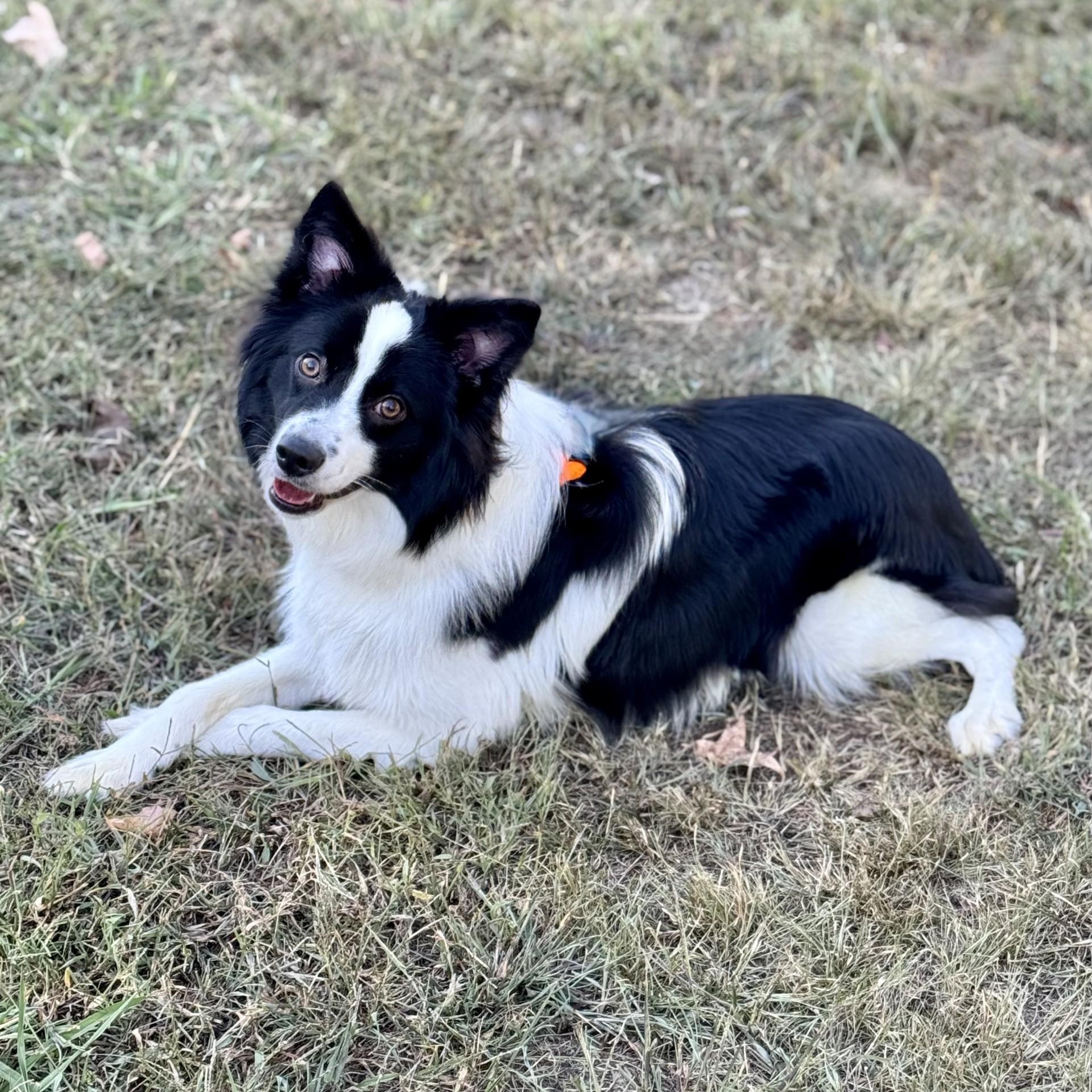 Bam Bam (CONC-A-9005)