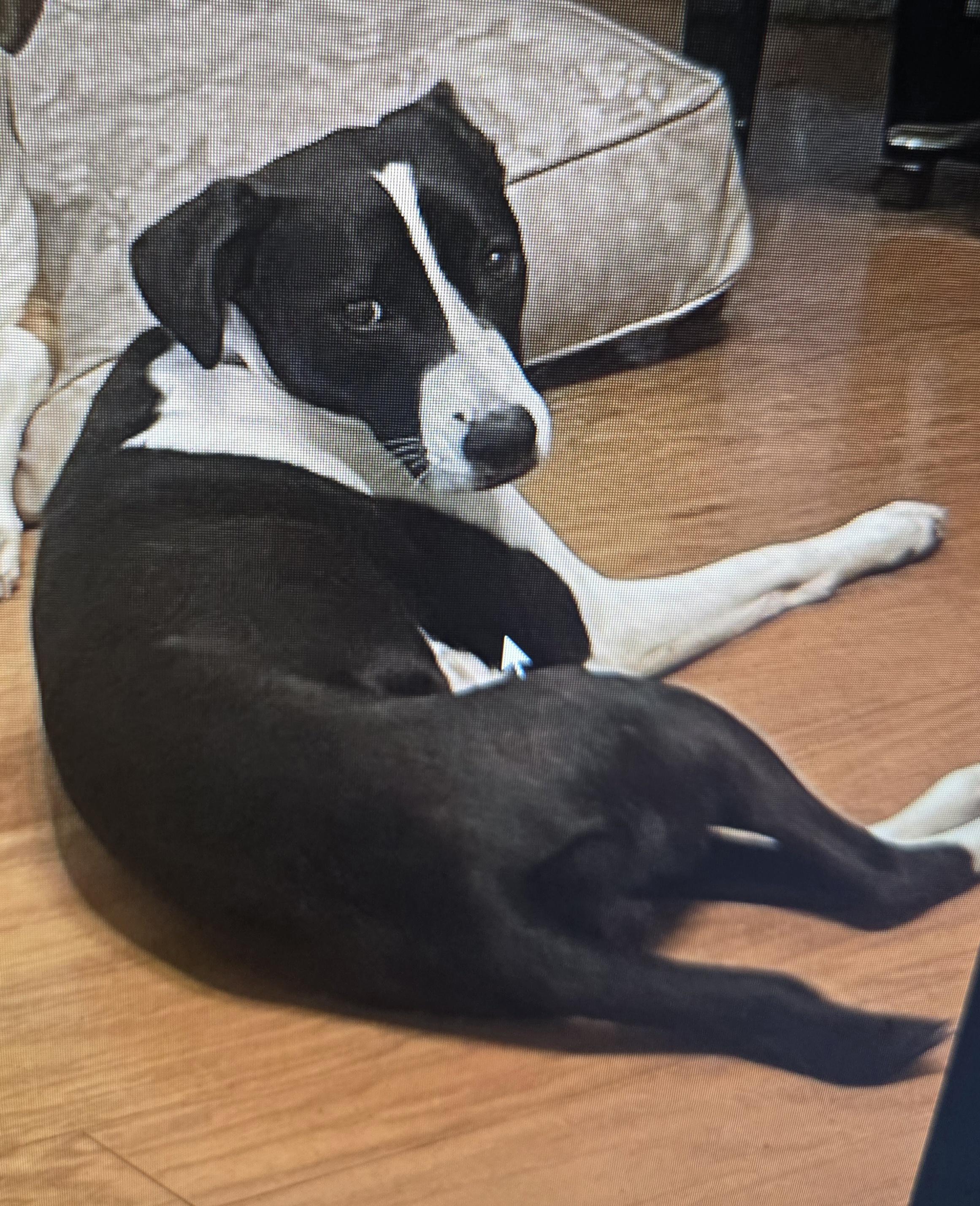 Enlarge Tyfani, a Adoptable mixed breed in Byhalia, MS image 3/3