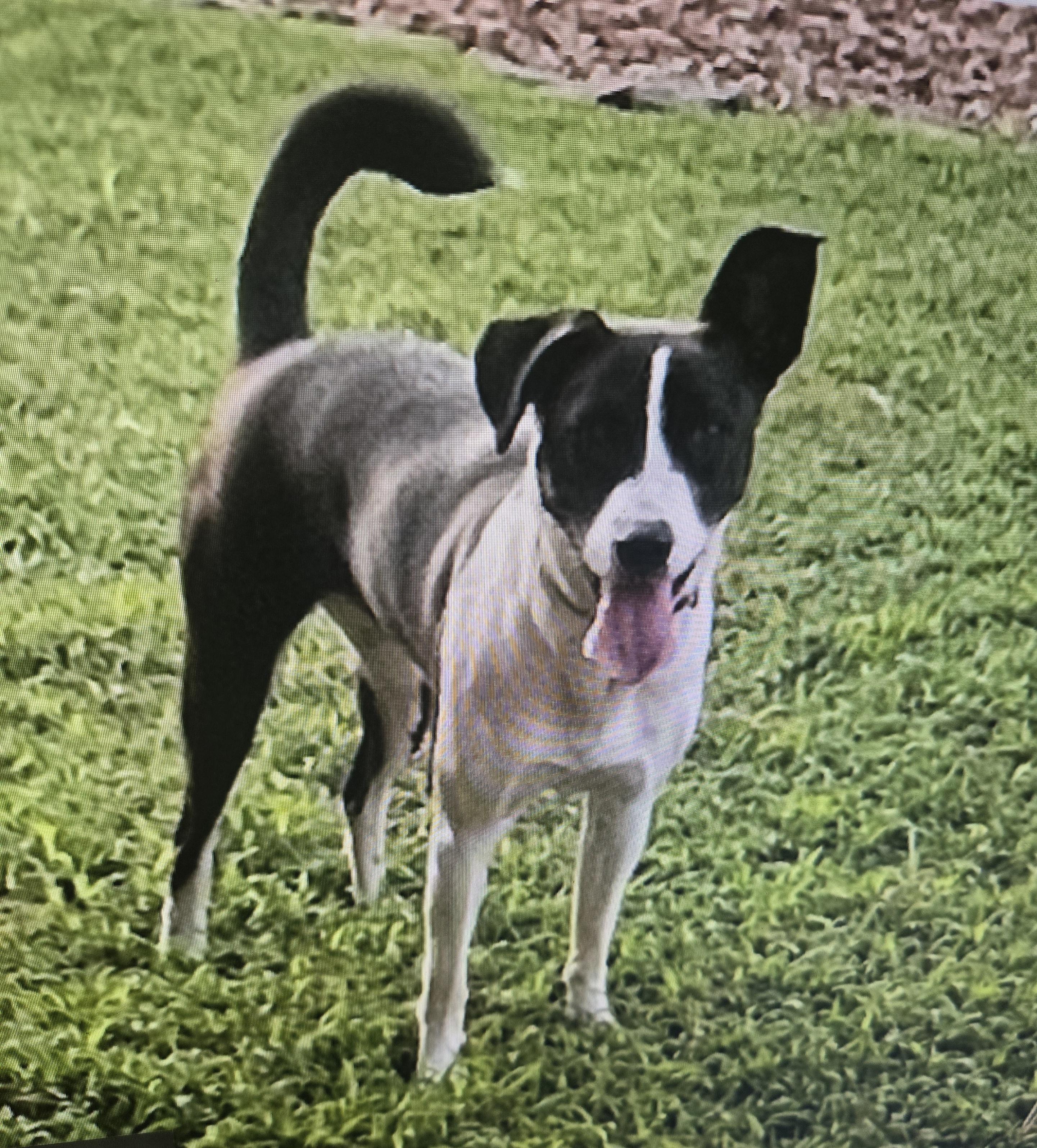 Enlarge Tyfani, a Adoptable mixed breed in Byhalia, MS image 2/3