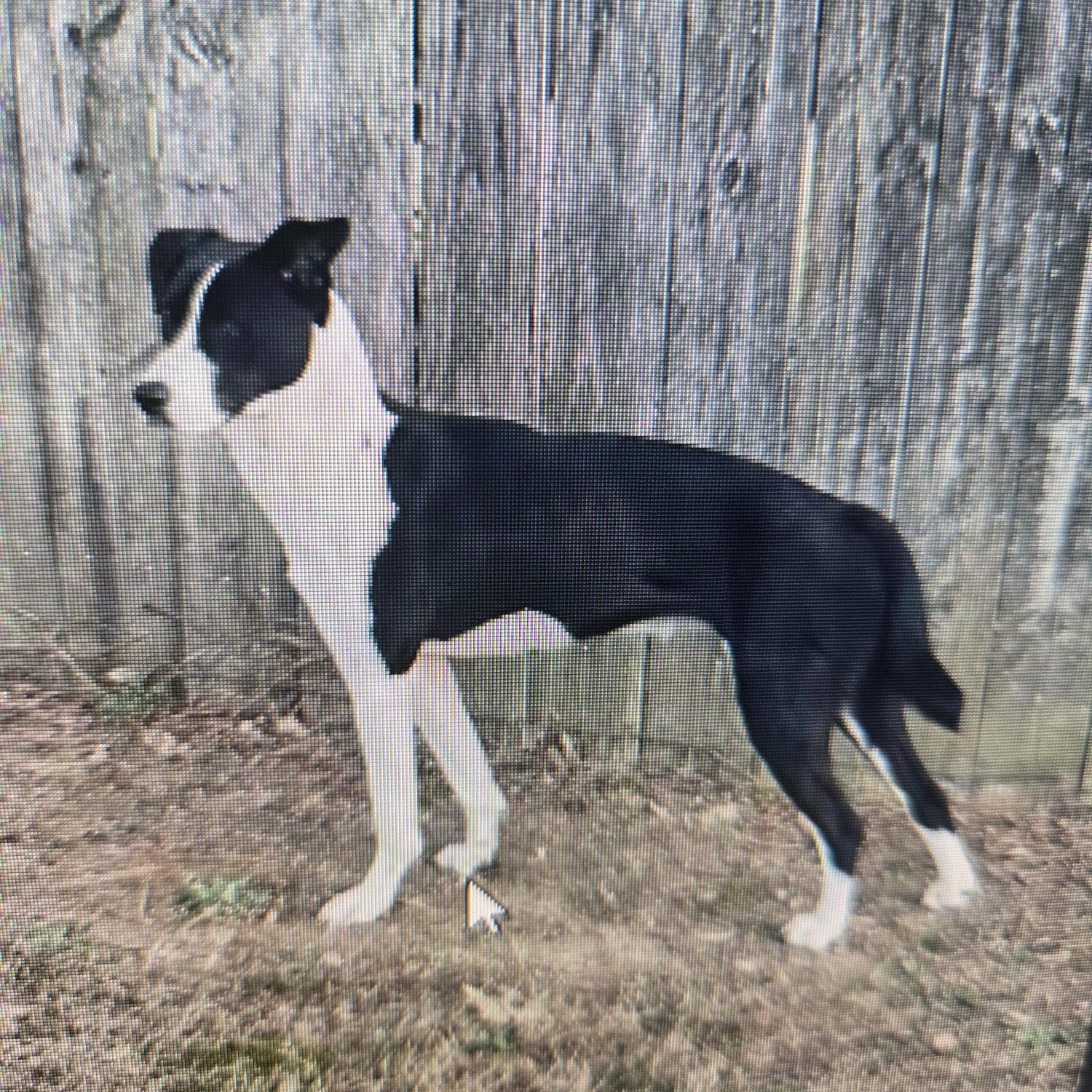 Tyfani, Adoptable, Adult Female Hound & Border Collie.