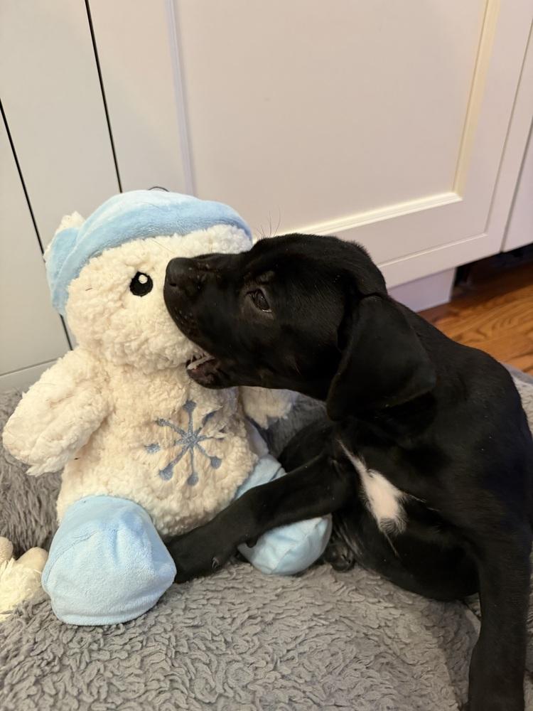 Violet, Adoptable, Puppy Female Pit Bull Terrier & American Staffordshire Terrier.