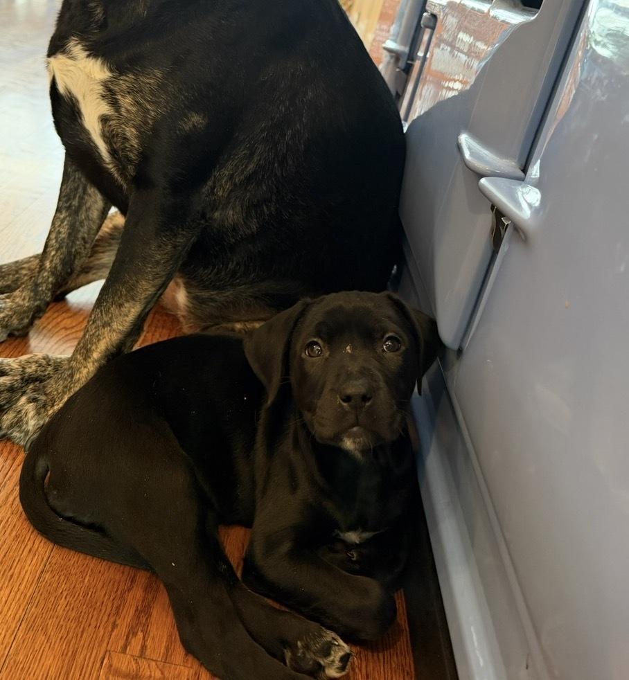 Enlarge Violet, a Adoptable mixed breed in Willingboro, NJ image 2/6