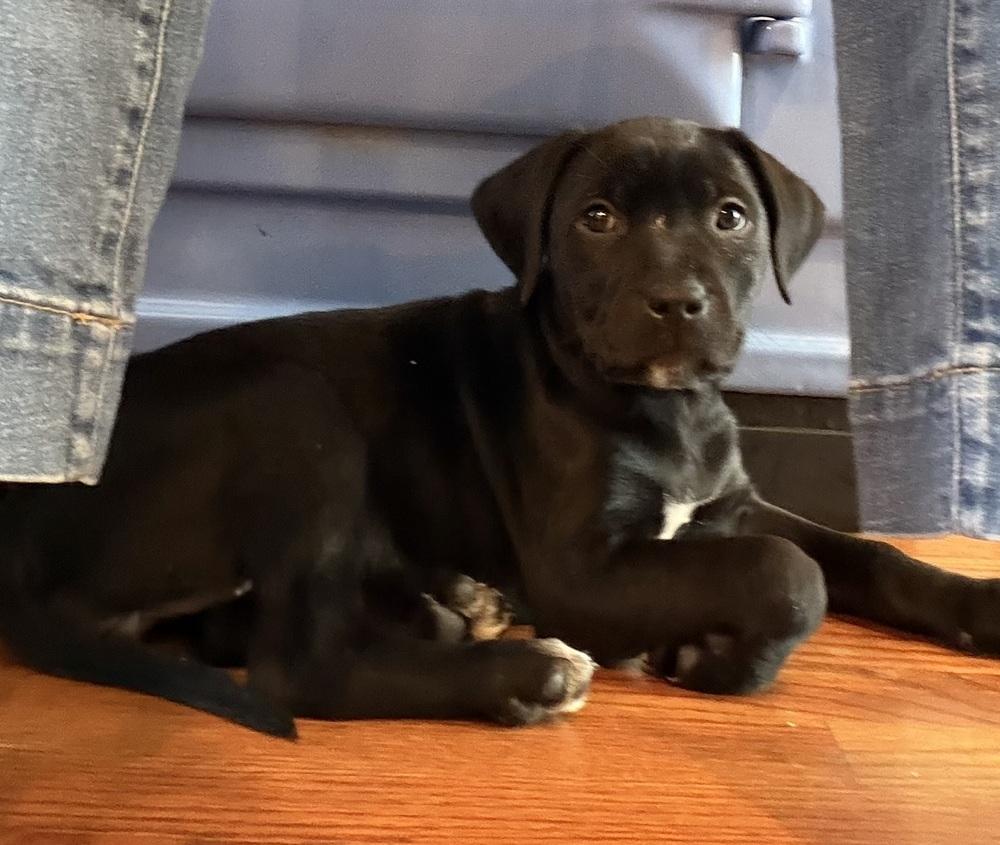 Enlarge Violet, a Adoptable mixed breed in Willingboro, NJ image 3/6