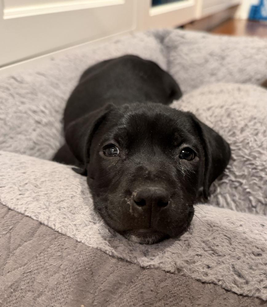 Enlarge Violet, a Adoptable mixed breed in Willingboro, NJ image 4/6