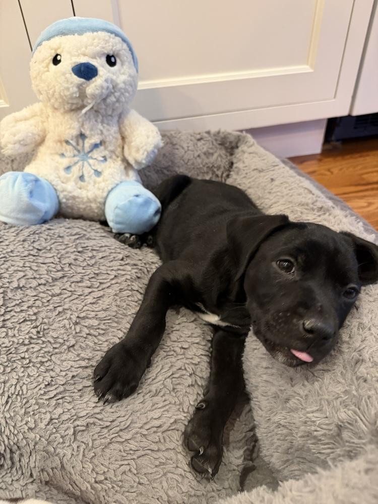 Enlarge Violet, a Adoptable mixed breed in Willingboro, NJ image 5/6