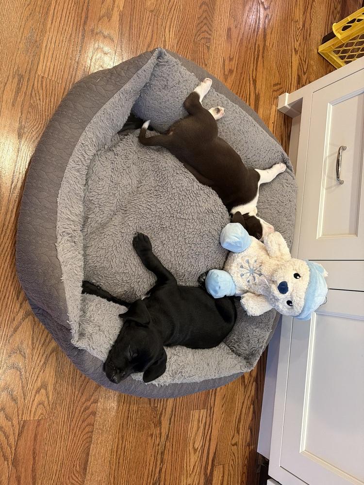 Enlarge Violet, a Adoptable mixed breed in Willingboro, NJ image 6/6