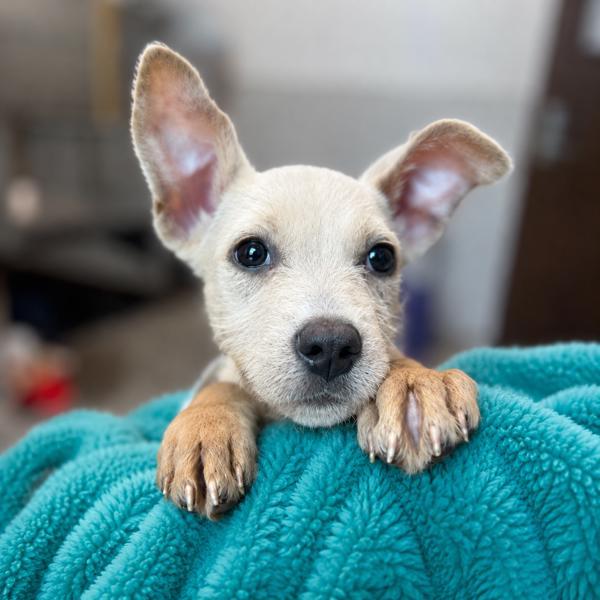 Enlarge Swiss Cheese, a Adoptable mixed breed in Lafayette, LA image 1/1