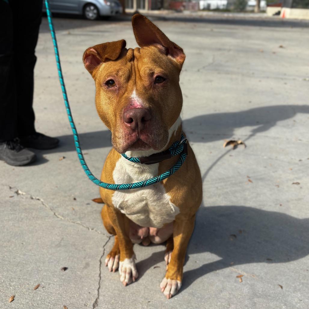 Hazel, Adoptable, Adult Female Pit Bull Terrier.