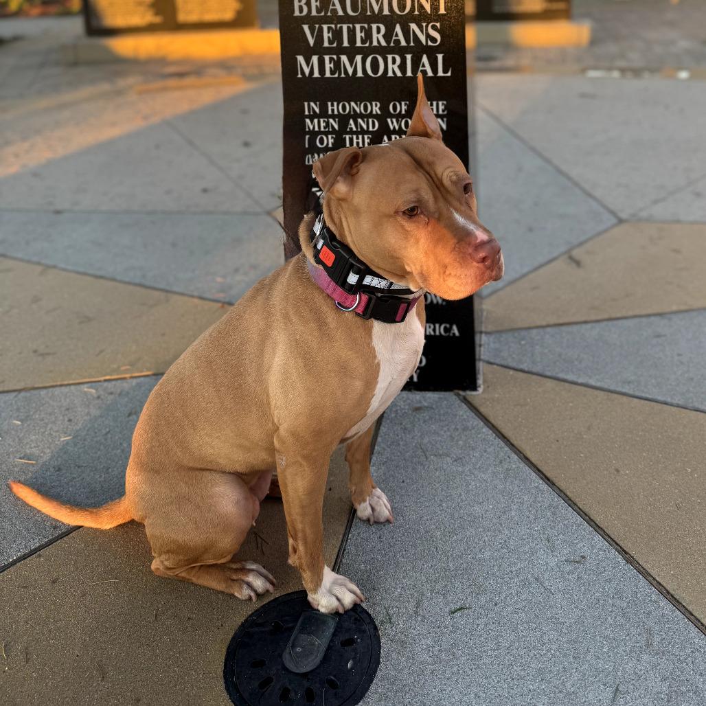 Enlarge Hazel, a Adoptable mixed breed in San Jacinto, CA image 2/6