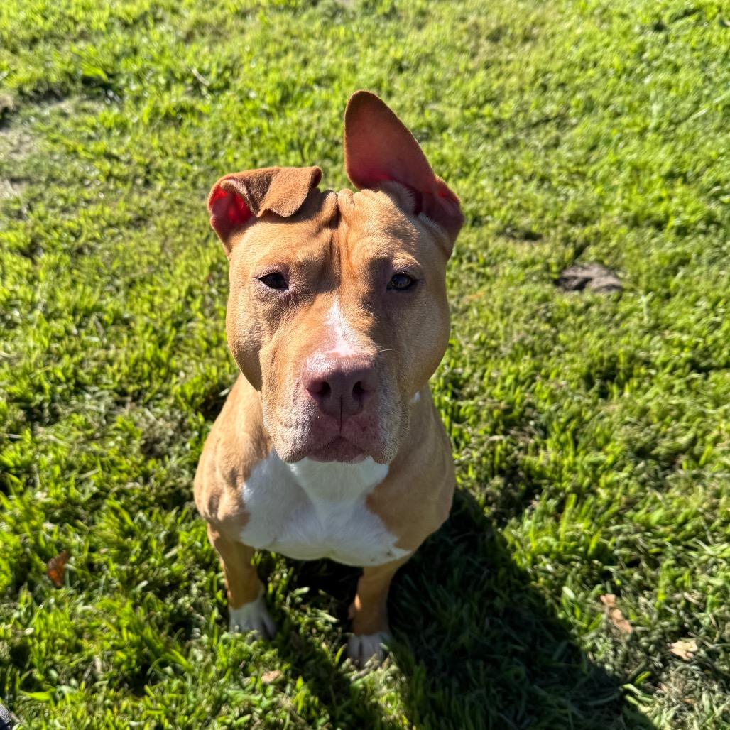 Hazel, a Adoptable mixed breed in San Jacinto, CA image 3/6