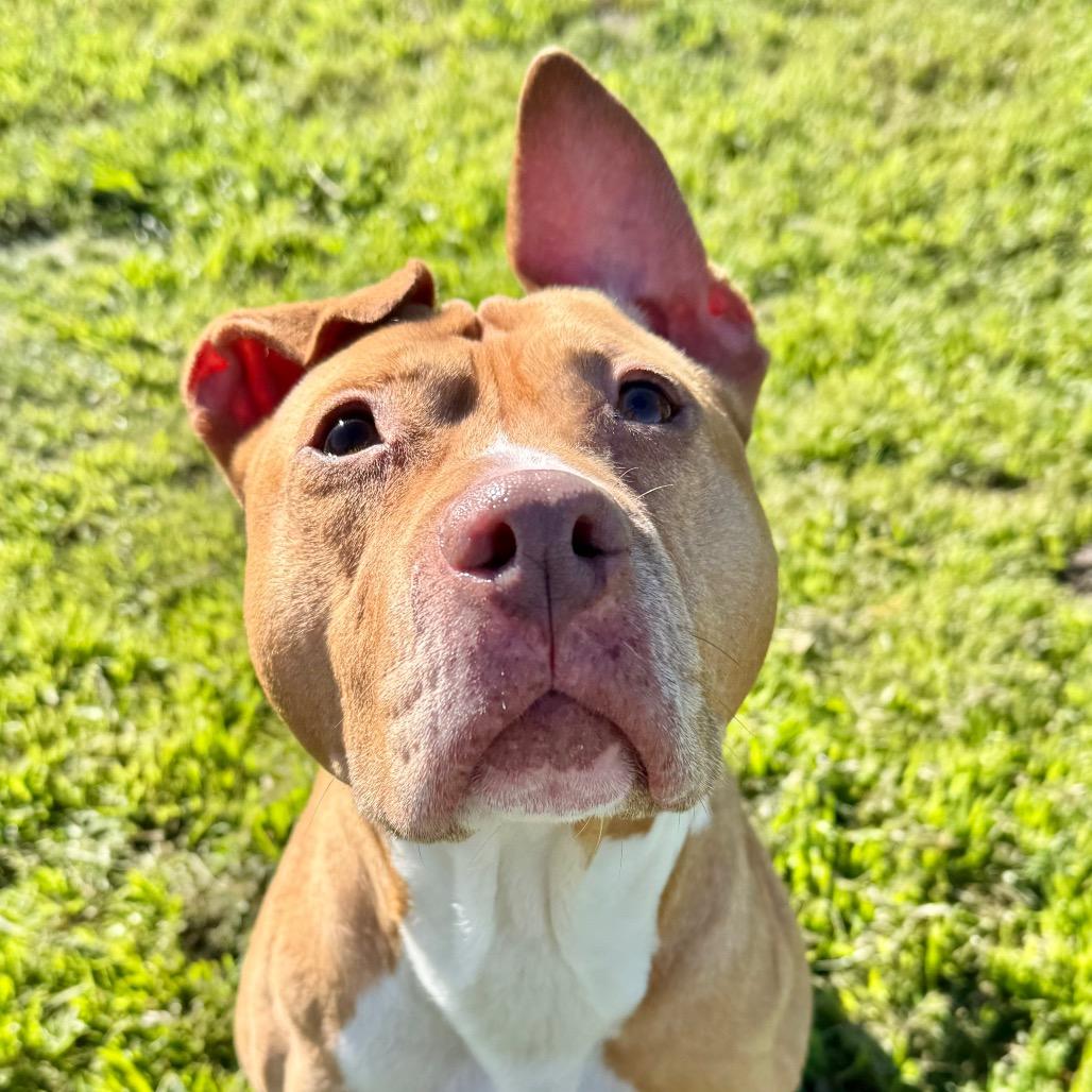 Enlarge Hazel, a Adoptable mixed breed in San Jacinto, CA image 3/6