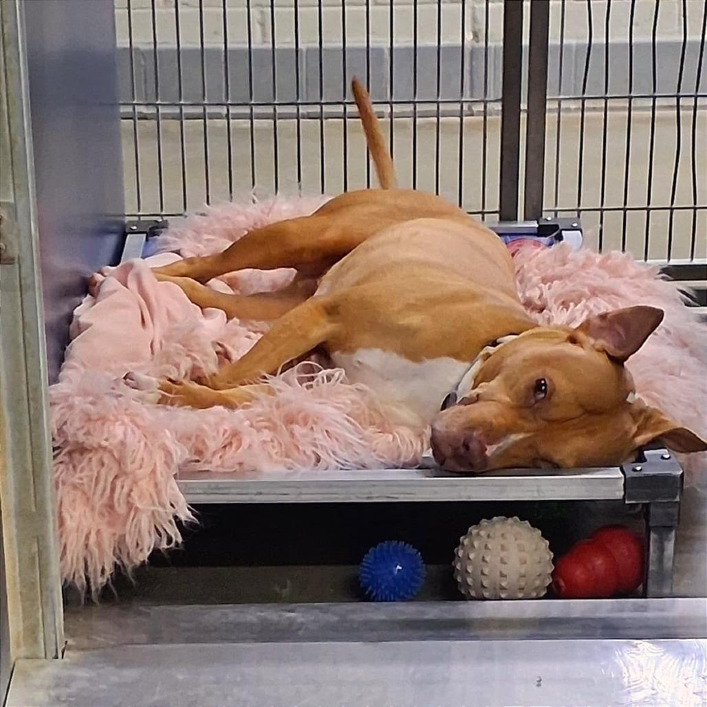 Hazel, a Adoptable mixed breed in San Jacinto, CA image 4/6