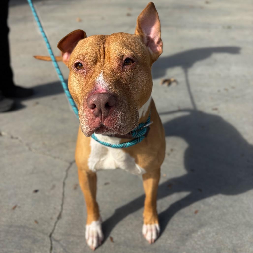 Enlarge Hazel, a Adoptable mixed breed in San Jacinto, CA image 4/6