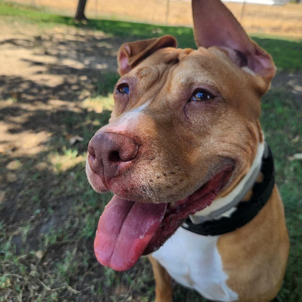 Hazel, a Adoptable mixed breed in San Jacinto, CA image 5/6