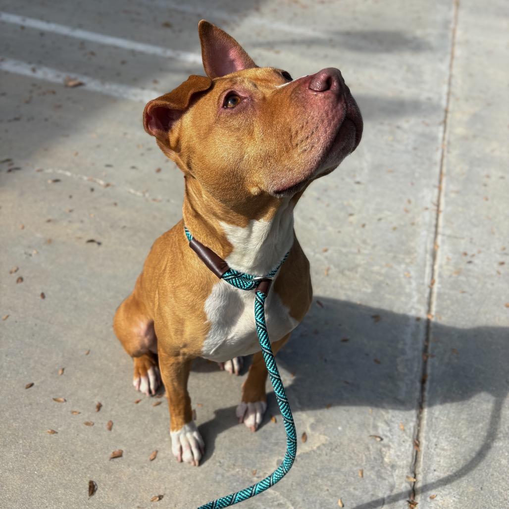 Enlarge Hazel, a Adoptable mixed breed in San Jacinto, CA image 5/6