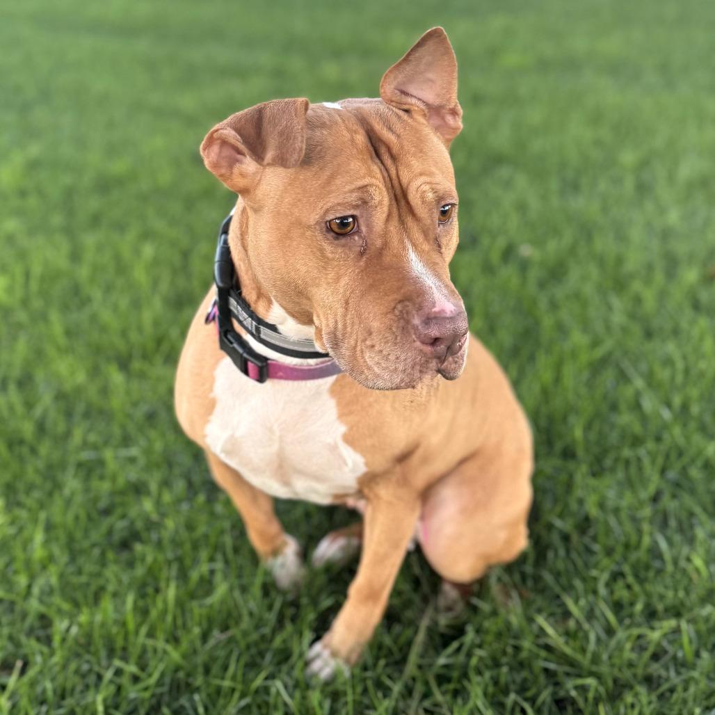 Enlarge Hazel, a Adoptable mixed breed in San Jacinto, CA image 6/6