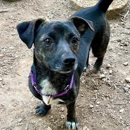Sassy, a ADOPTABLE mixed breed in Hopkinton, MA image 5/6