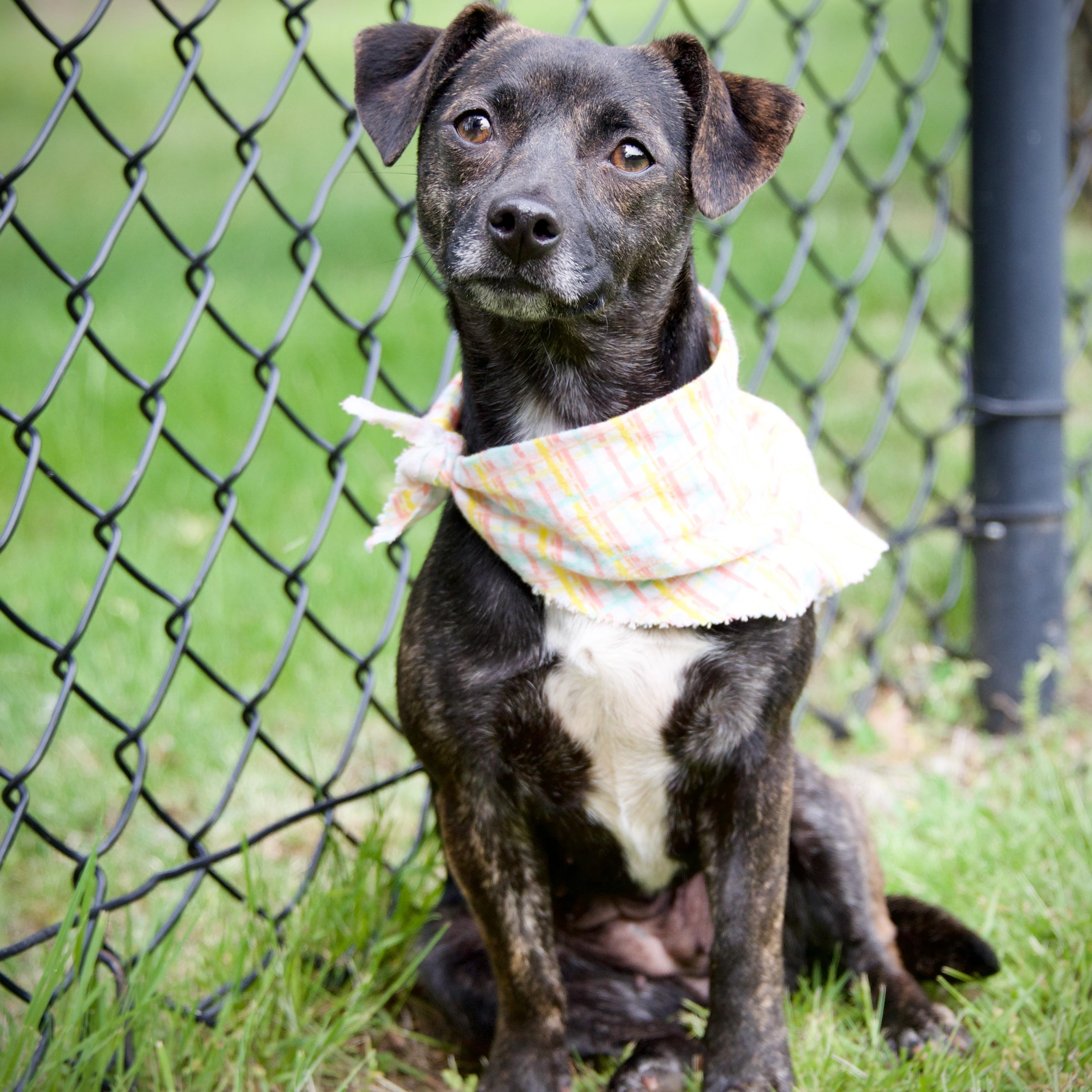 Sassy, a ADOPTABLE mixed breed in Hopkinton, MA image 2/6