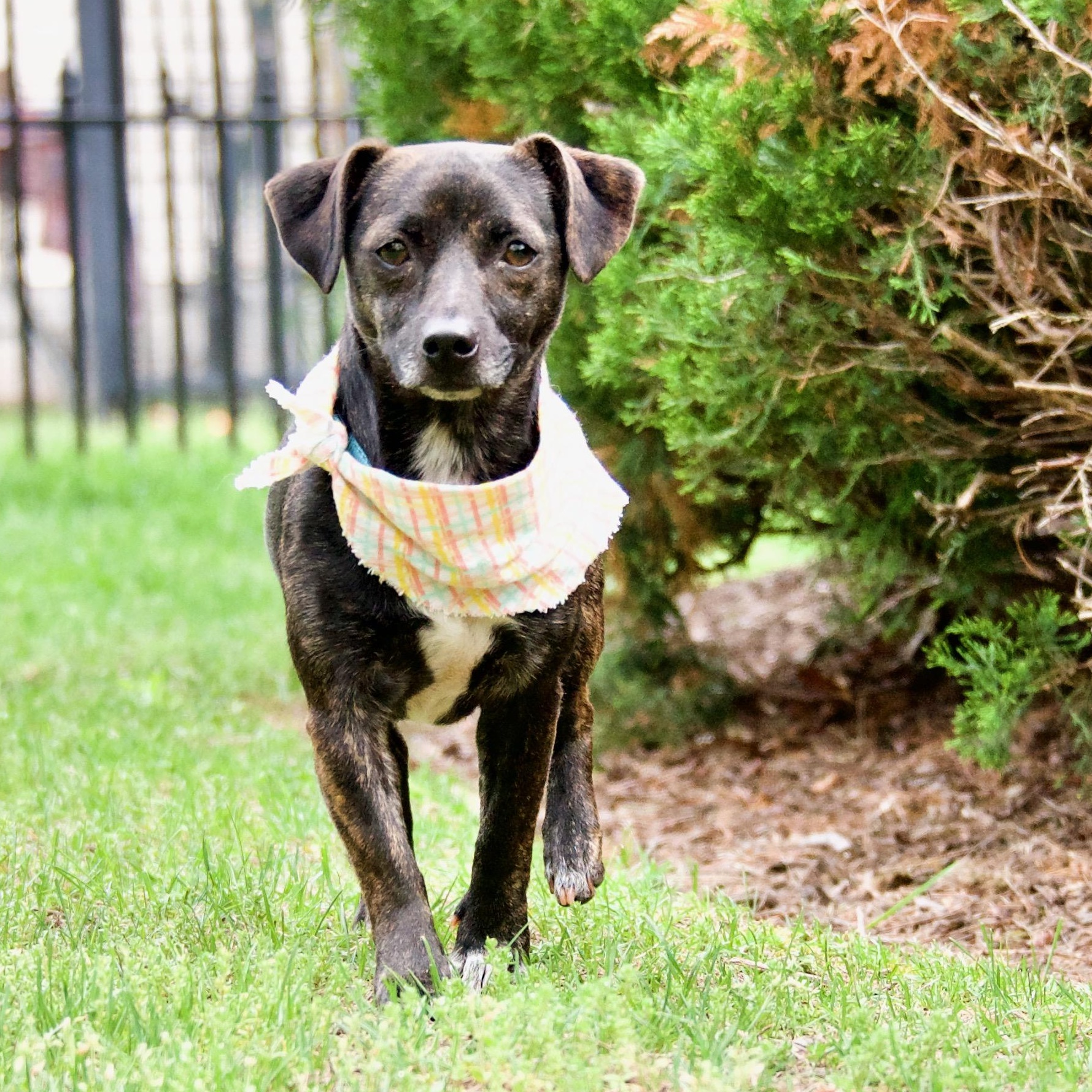 Sassy, a ADOPTABLE mixed breed in Hopkinton, MA image 3/6