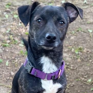 Sassy, a ADOPTABLE mixed breed in Hopkinton, MA image 6/6