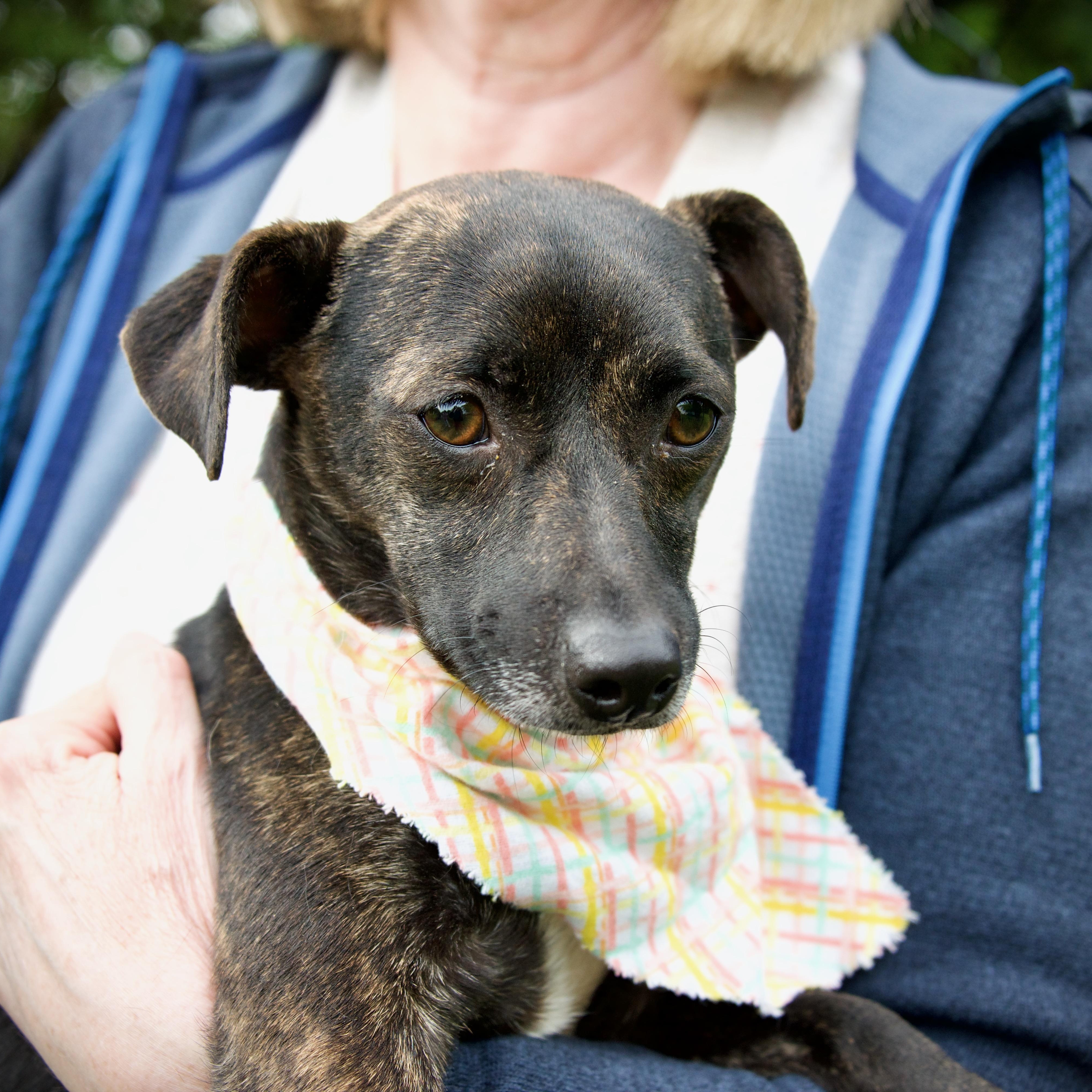 Sassy, a ADOPTABLE mixed breed in Hopkinton, MA image 4/6