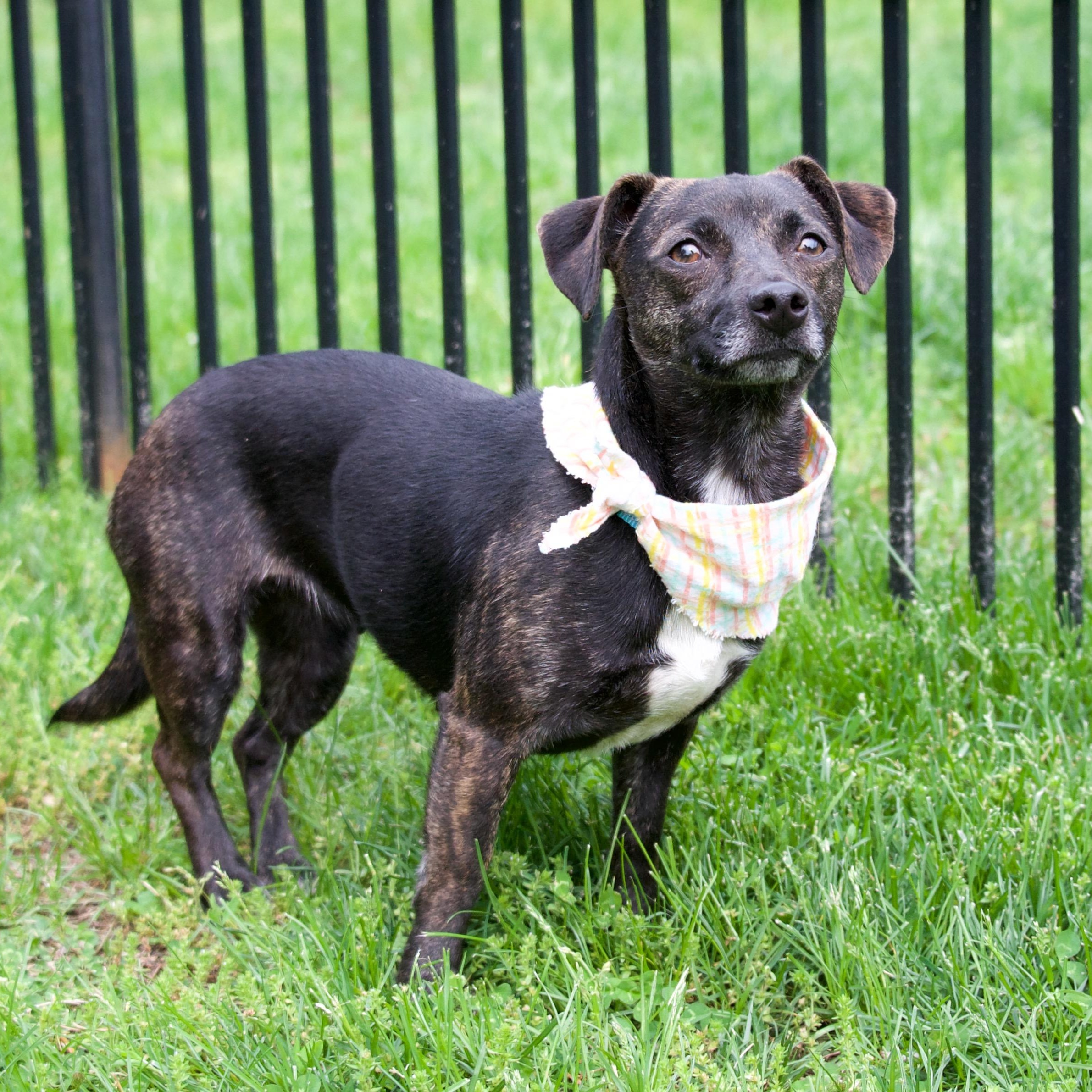 Sassy, a ADOPTABLE mixed breed in Hopkinton, MA image 1/6