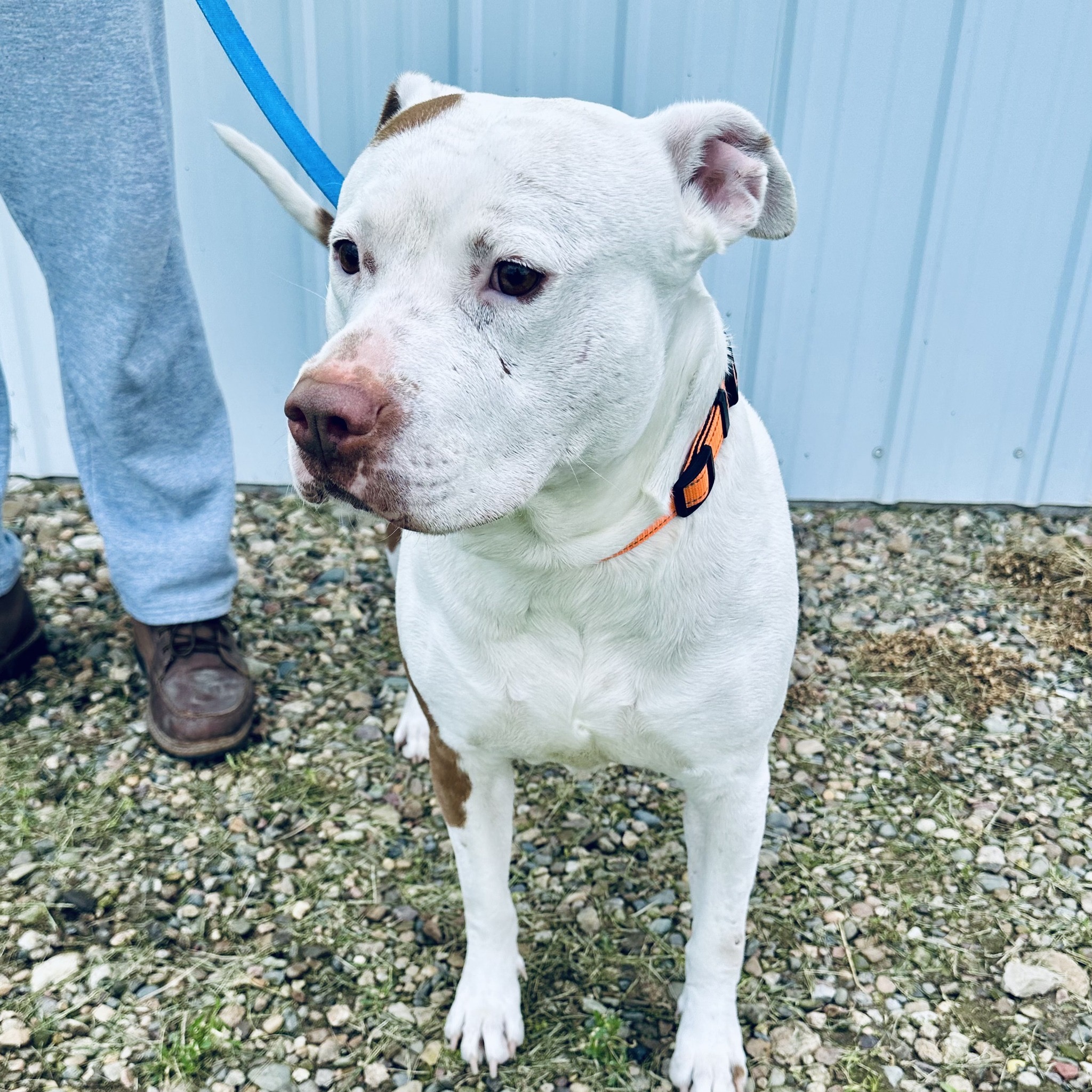 Duke, a Adoptable mixed breed in Albany, MO image 2/6