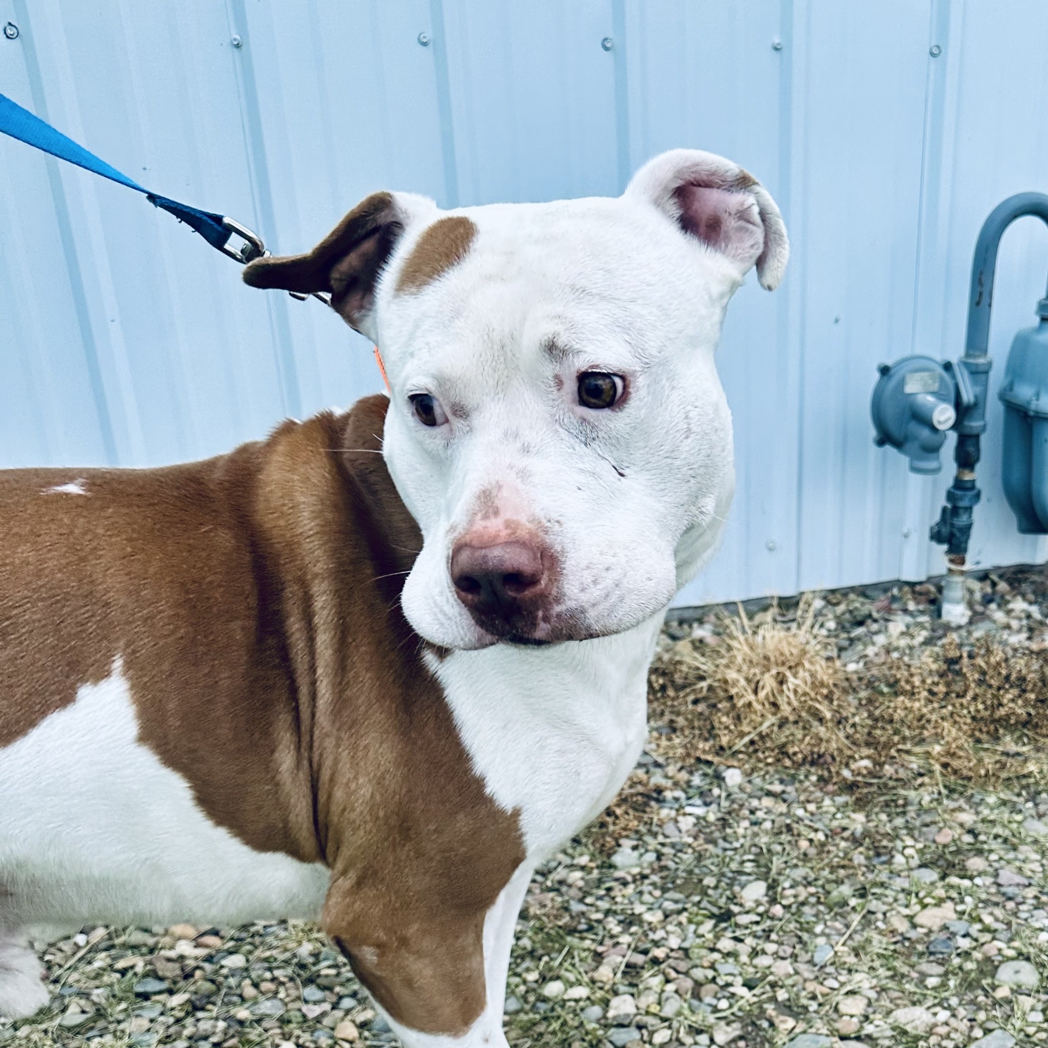 Duke, a Adoptable mixed breed in Albany, MO image 3/6