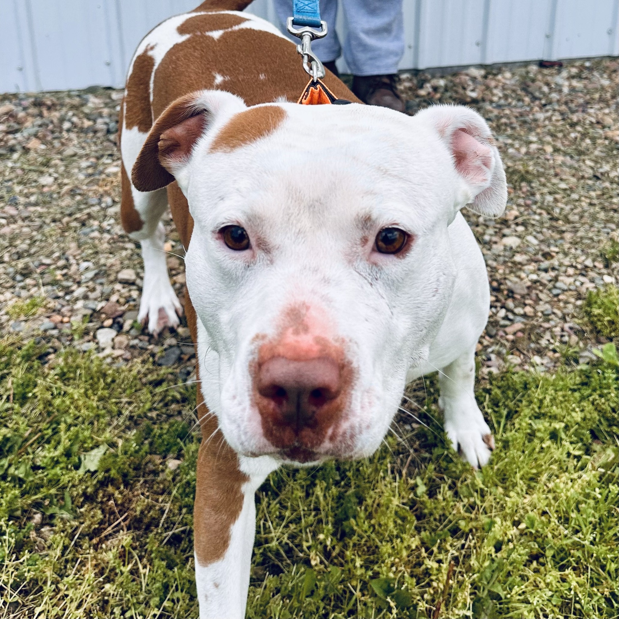 Duke, a Adoptable mixed breed in Albany, MO image 1/6