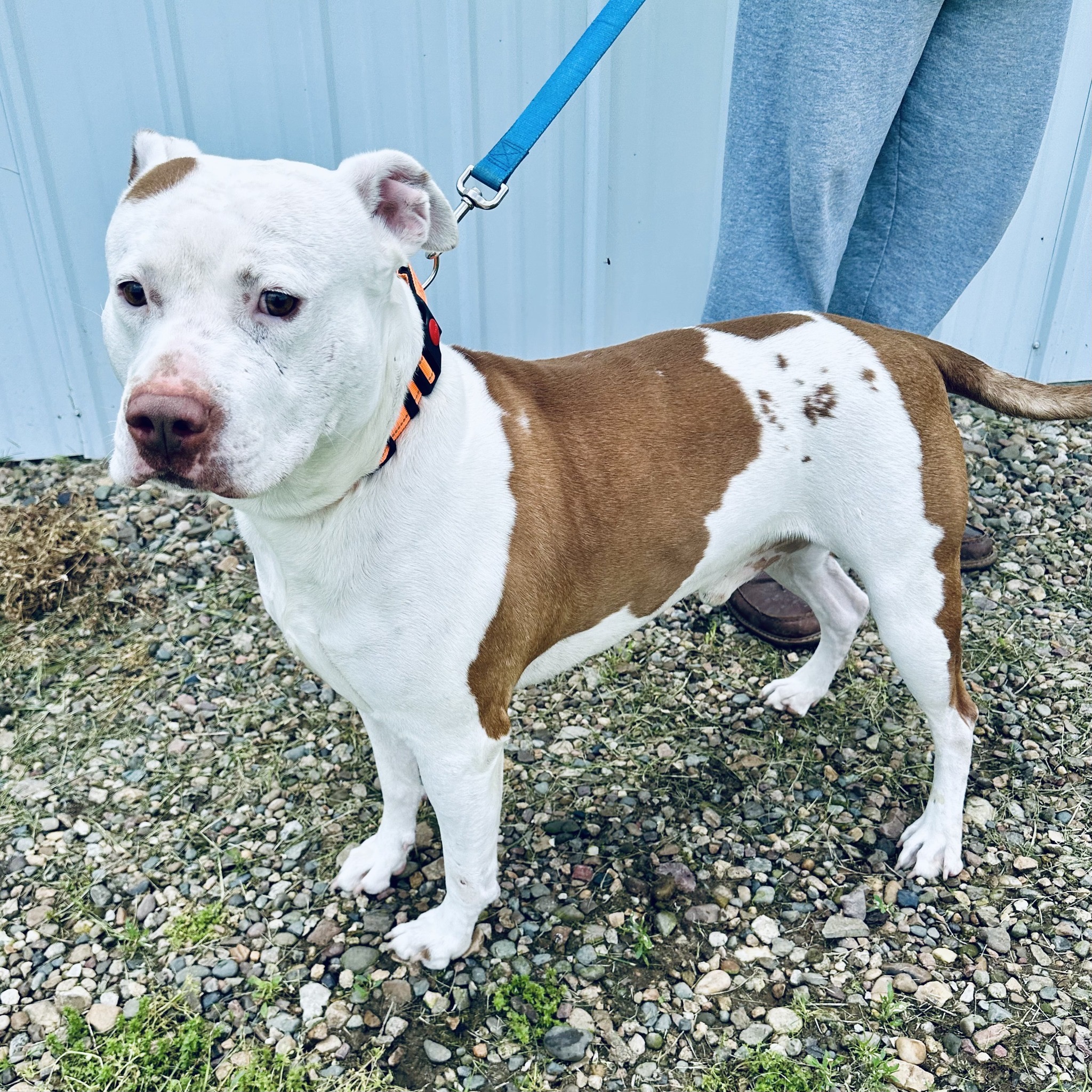 Duke, a Adoptable mixed breed in Albany, MO image 5/6