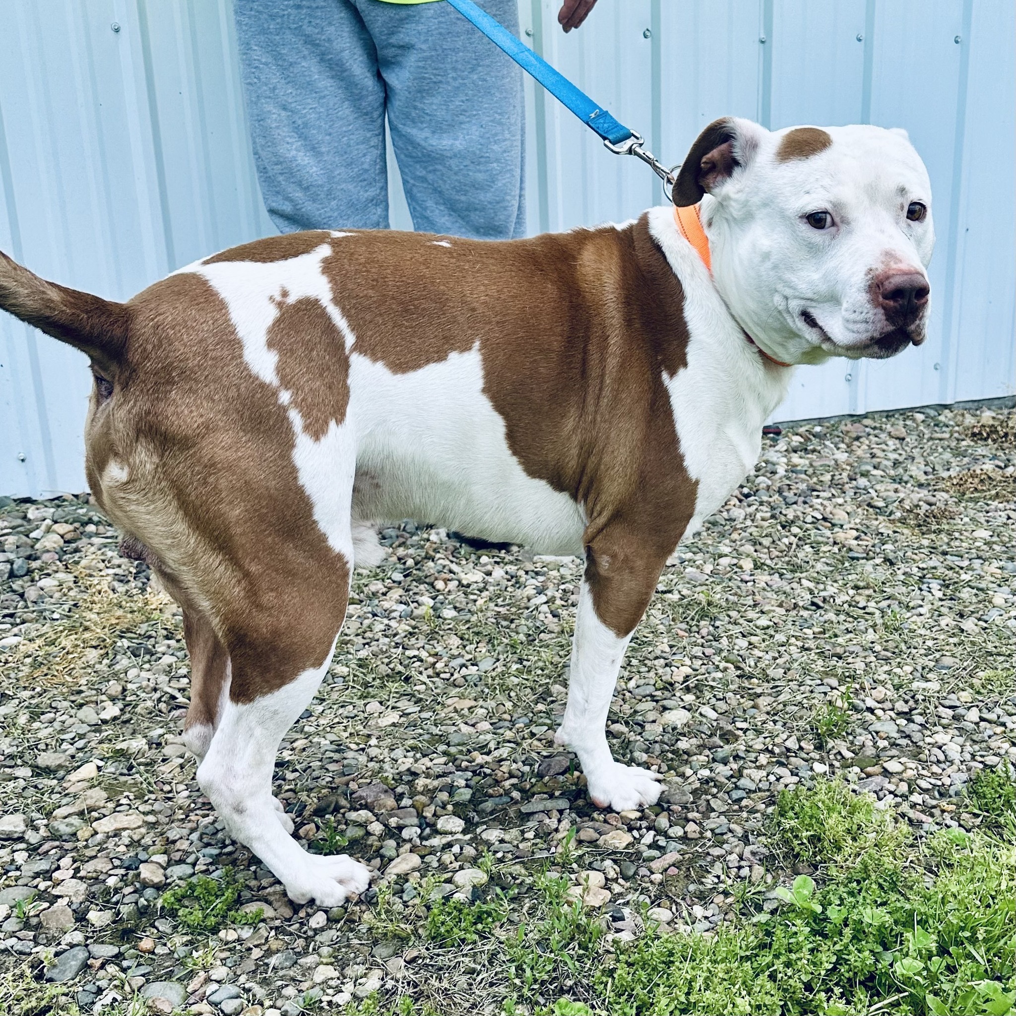 Duke, a Adoptable mixed breed in Albany, MO image 6/6