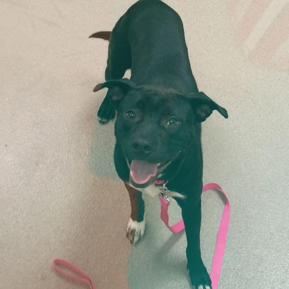 Dainty, Adoptable, Puppy Female Pit Bull Terrier.