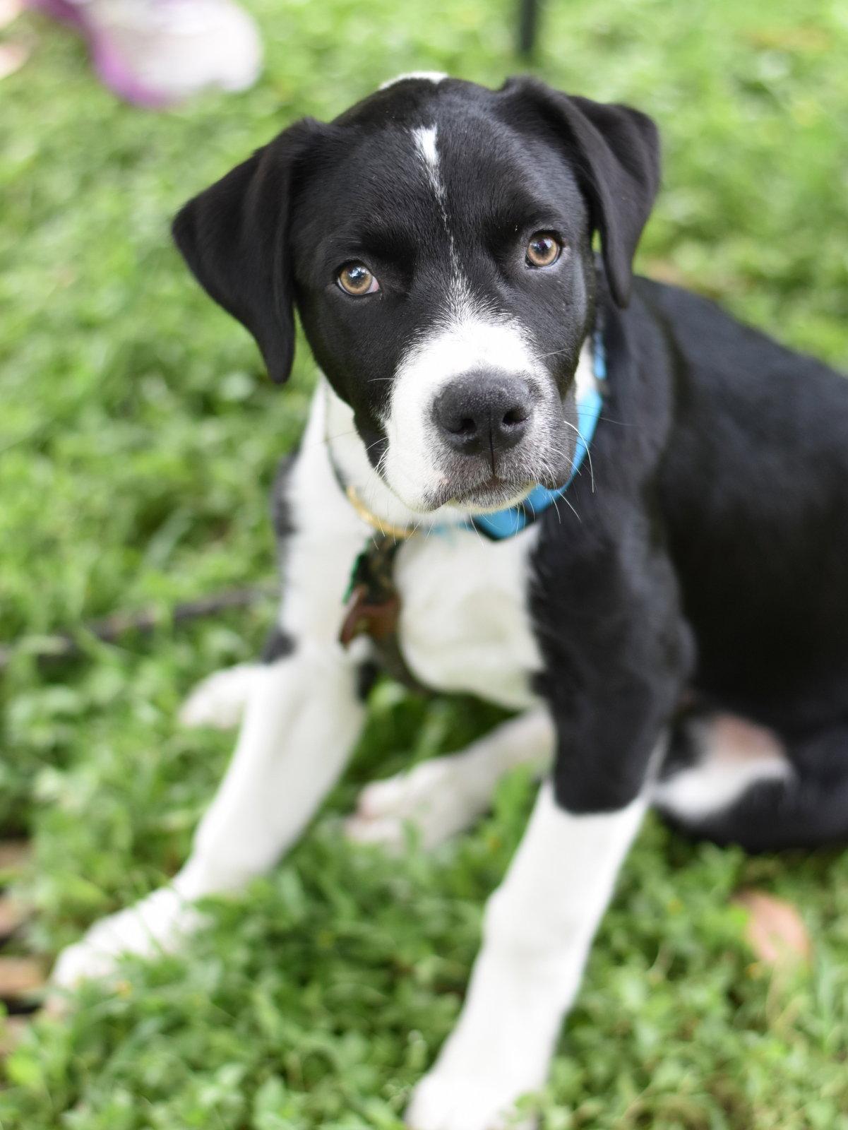 Enlarge Edward, a Adoptable mixed breed in Montgomery, TX image 1/3