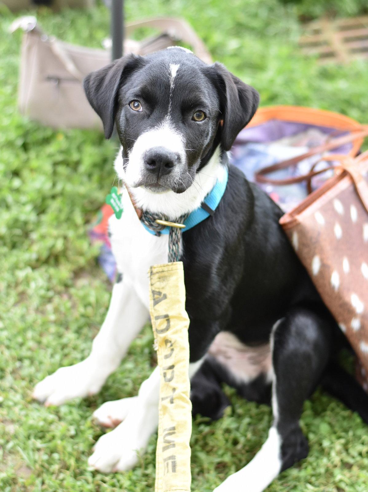 Enlarge Edward, a Adoptable mixed breed in Montgomery, TX image 2/3